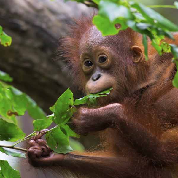 Borneo's Wildlife Wonderland 10 days